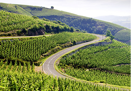 Vùng rượu vang Rhone Valley lừng danh nước Pháp